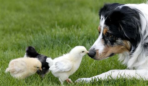 best dogs for chickens